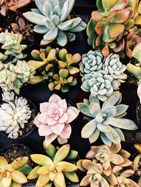 Pin By Leftyscript On You Succ Succulents Wallpaper Perfect Plants