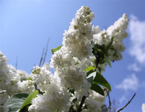 Shop our huge selection of flowering trees online with delivery right to your door. Dancing With Trees » Flowering Trees 01