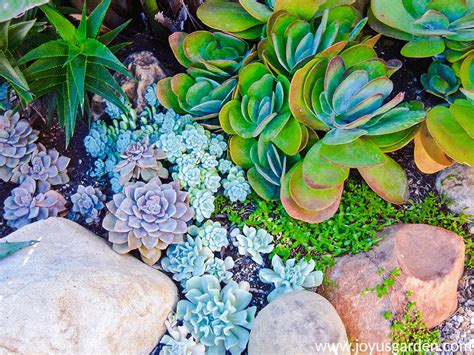 If it's any plant that is capable of adapting to their environment, the cacti species have varied shapes that contribute immensely to water storage and retention capabilities. How Much Sun Do Succulents Need? | Succulents, Succulent ...
