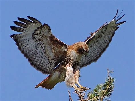 Red Hawk Red Tailed Hawk Buteo Jamaicensis Female Landing On The