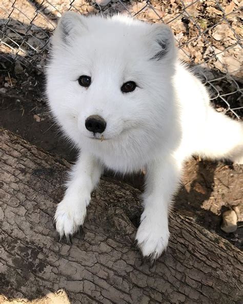 Are Arctic Foxes Dangerous To Humans Kwhatdo