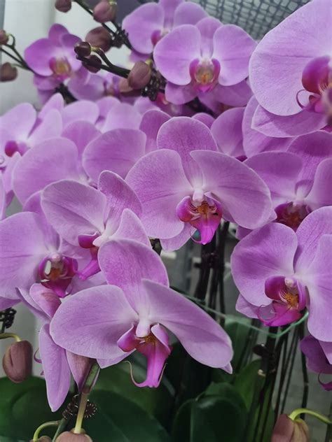 Light Purple Phalaenopsis Orchid Plant Well Live Florist