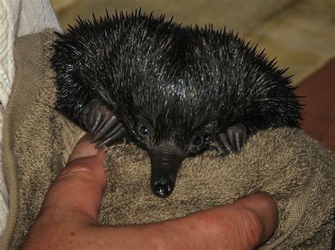 Echidna death toll on the rise - The Echo