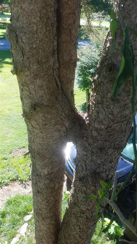 This Split Tree Holds Itself Together Rmildlyinteresting