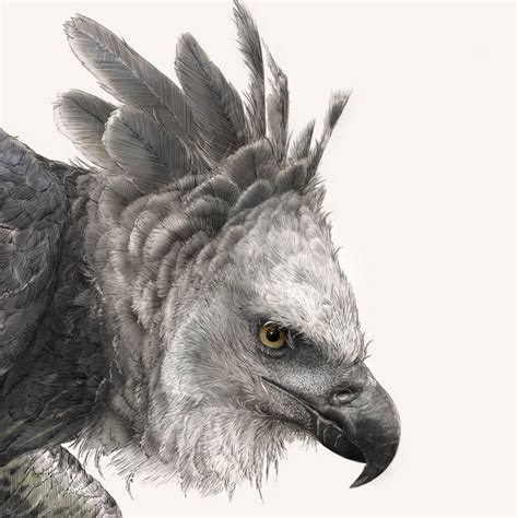 Harpy Eagle Giclée Art Print By Ben Rothery Illustrator