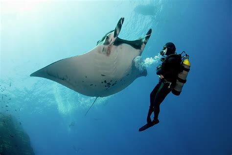 Giant Manta Ray With A Scuba Diver By Gerard Soury