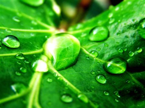 We have an extensive collection of amazing background images carefully. Green Green Nature Wallpaper