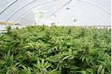 Photos of Canopy Marijuana