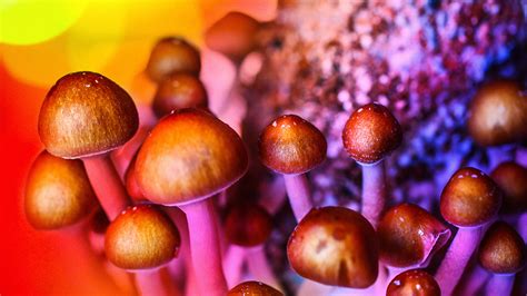 Magic Mushrooms Are ‘safest Drugs For Recreational Use Scientists Say