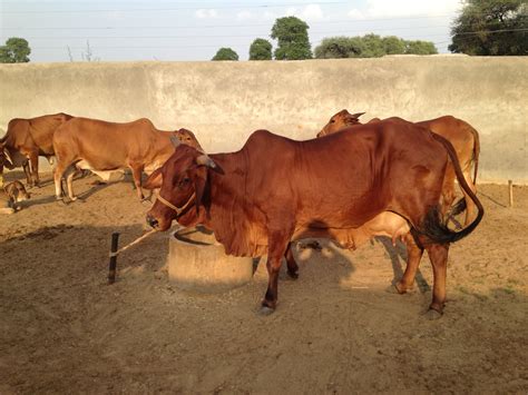 Desi Cows On The Route To Extinction Aman Bagh
