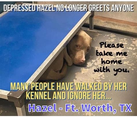55 Days At Texas Shelter Wearing On Sweet But Shy Dog Hazel Pet
