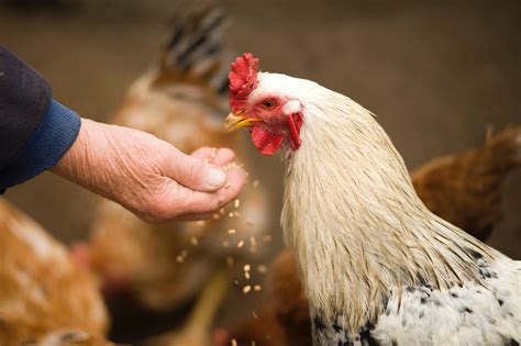 Chicken Farmers Deliver on Animal Care | MENU