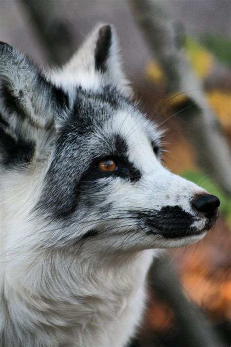 Fox with cool spots | Nature animals, Animals, Animals wild