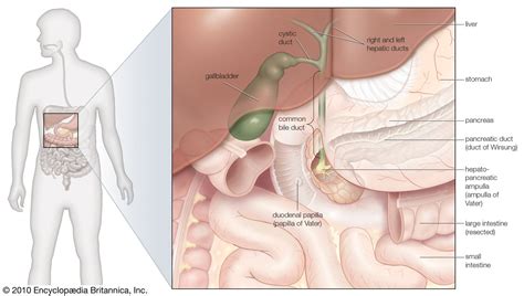 Gallbladder Bile Storage Digestion Britannica