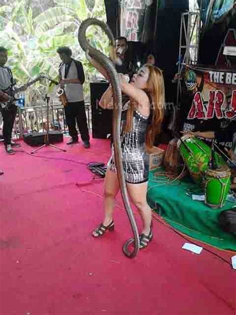 Indonesian Singer Gets Bitten By A King Cobra During Her Stage