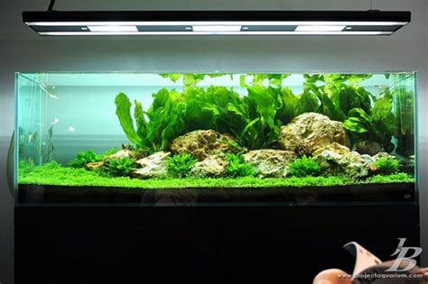 Nice Rock Set Cool Open Space Aquascape Aquarium Planted Aquarium