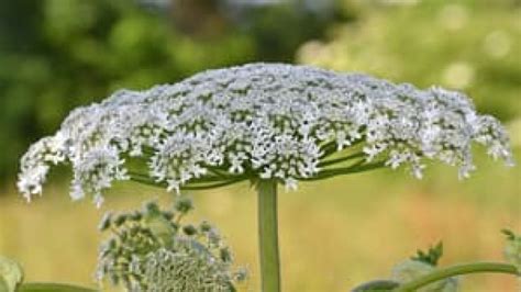 5 Things To Know About Giant Hogweed Cbc News