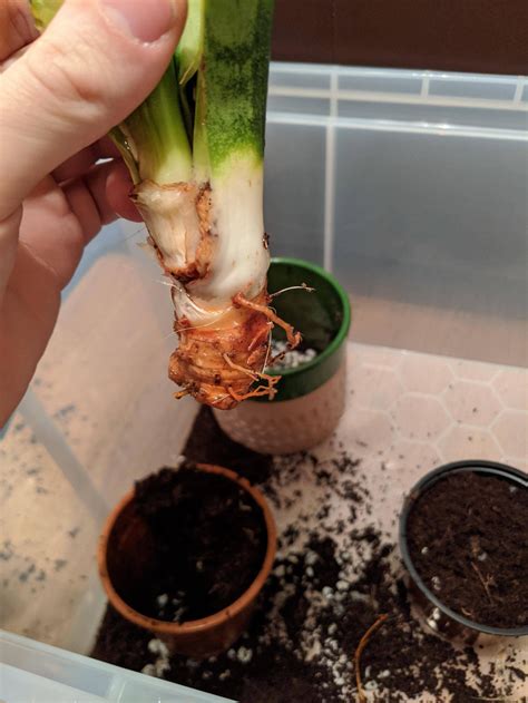 Check spelling or type a new query. Overwatered my snake plant and the roots have turned ...
