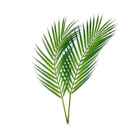 Palm Leaves Outdoor Color Plant Palm Leaves Photosynthesis Trees Png
