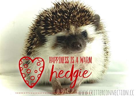 Hedgehog quotations by authors, celebrities, newsmakers, artists and more. Pin by Millermeade Farm's Critter Con on Hedgehog Memes, Funnies, Quotes and Misc ...