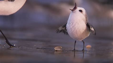 Maybe you would like to learn more about one of these? Pixar's Newest Short Film, PIPER, is One of Their Best Yet ...