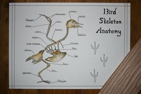 Bird Skeleton Anatomy Poster Instant Download Etsy