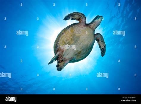 Green Sea Turtle Chelonia Mydas Swimming Over A Coral Reef Coral Sea