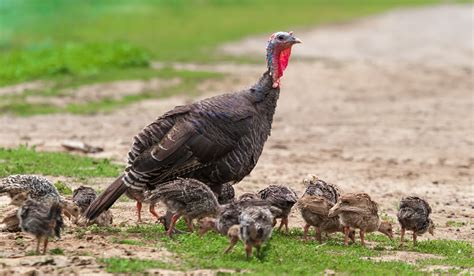 When Can Baby Turkeys Go Outside Farmhouse Guide