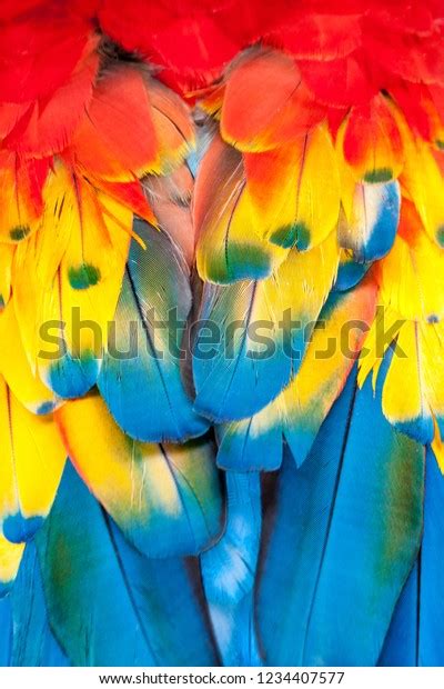 Closeup Scarlet Macaw Bird Feathers Selective Stock Photo 1234407577