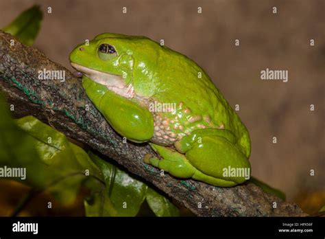 Mexican Dumpy Frog Hi Res Stock Photography And Images Alamy