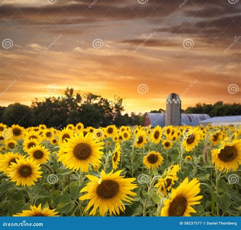 Sunflower Field And Barn At Sunset Stock Image Image Of Afternoon