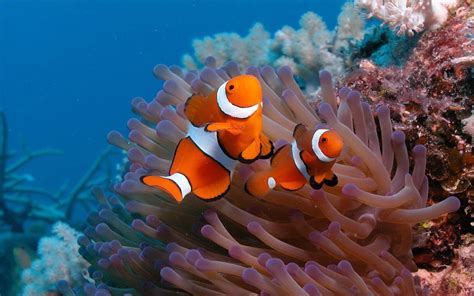 Clown Fish On The Ocean Floor Hd Animals Wallpapers Обои с