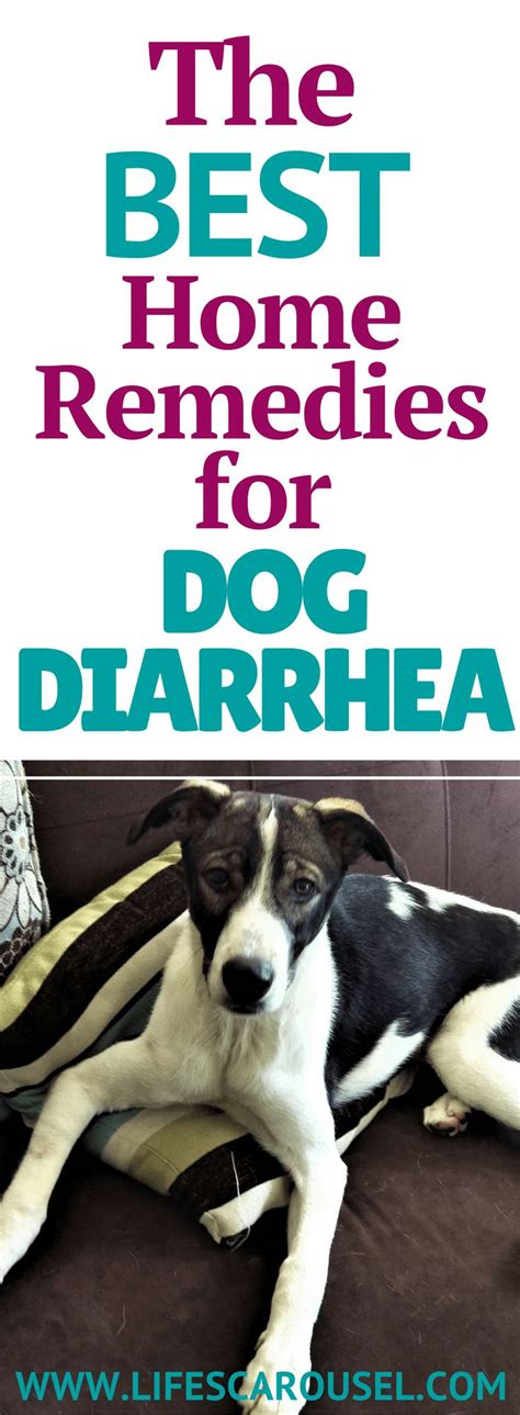 Dog Diarrhea Home Remedies 5 Best Fast Acting Remedies Home