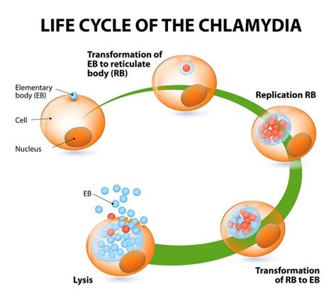 Does Chlamydia Go Away Std Gov Blog