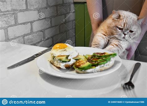Cat Sitting At The Table And Eating Human Food Sandwiches For Breakfast