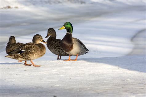 Ducks Standing On The Shore Of The Lake Snow Winter Three Fem Stock