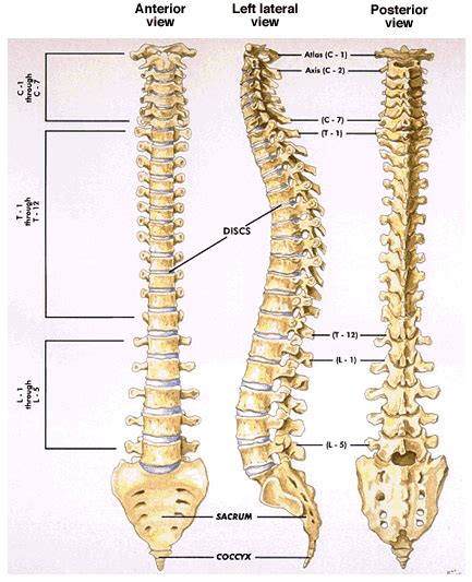 When the visitor presses the back button, or enters a url, and a particular route is matched, the name of the action will be fired as an. The Bio Reader: Human Bones