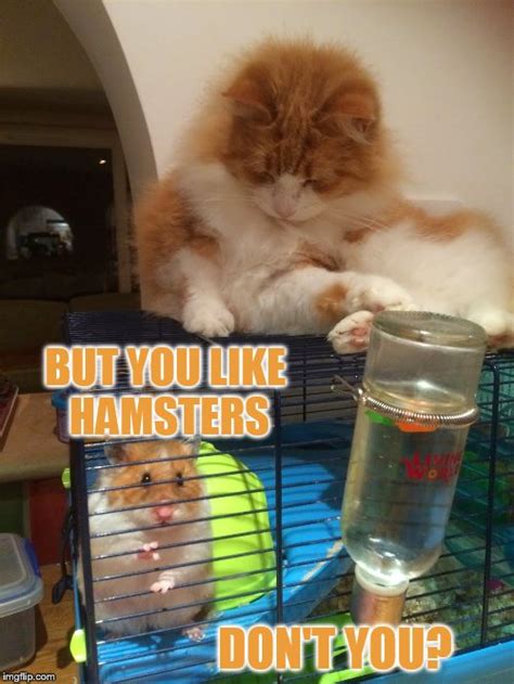 What Hamster Imgflip