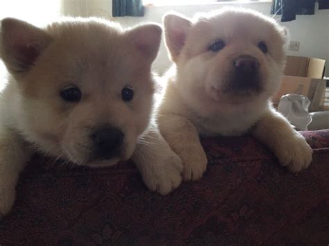 Chow Chow X Malamute Puppies 2 Dogs In Chester Cheshire Gumtree
