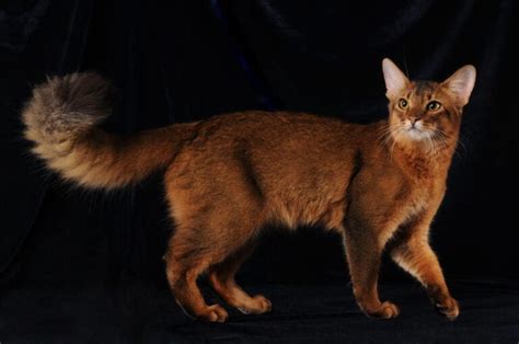 Feline 411 All About The Somali Cat Cattitude Daily