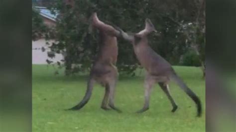New South Wales Woman Films Epic Kangaroo Boxing Match In Her Garden