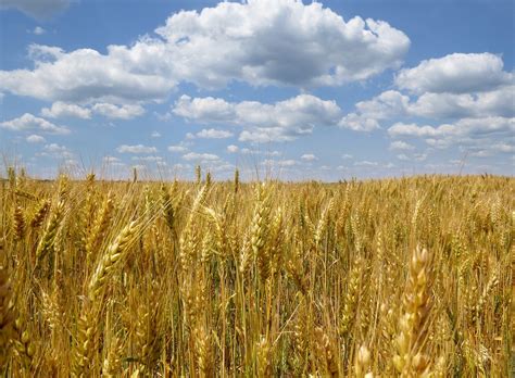 Us Wheat Farmers Could Make Money As A Result Of Fighting In Ukraine