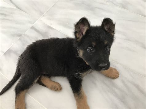 Can You Take A Puppy At 6 Weeks