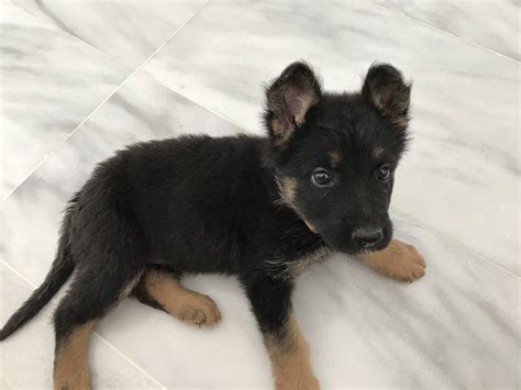 What to feed a 6 week old puppy and feeding schedule how much do 6 week old puppies sleep however, keeping a puppy as a pet is not an easy job. Summer. 6 weeks pup. - German Shepherd Dog Forums