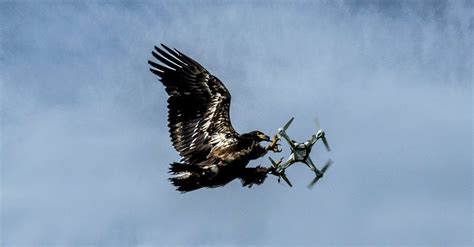 Dutch Firm Trains Eagles To Take Down High Tech Prey Drones The New