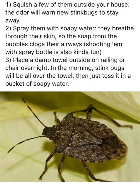 Here's how to rid your home of those pests before the open house. How to get rid of Stink Bugs... Dawn the soapy water spray ...