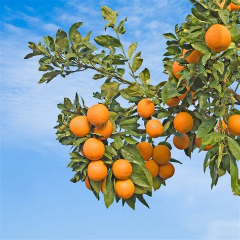 Ripe Oranges On Tree Stock Image Image Of Sinensis Citrus 16508721