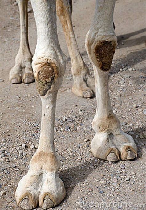Closeup Of Camels Feet Camels Camels Art Animal Sculptures