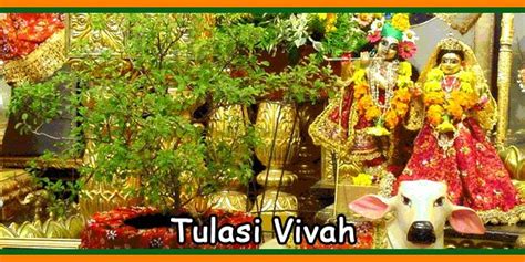 2019 Tulasi Or Tulsi Vivah Pooja Date And Puja Timings