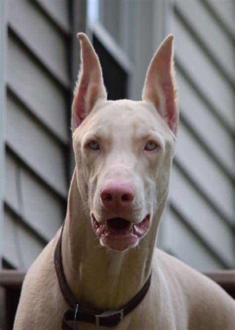 doberman pinscher dog breed information doberman pinscher dog white doberman pinscher